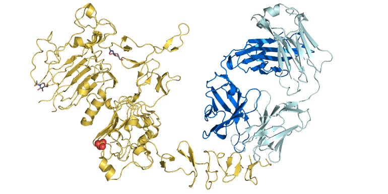 Lab research suggests more women could benefit from Herceptin