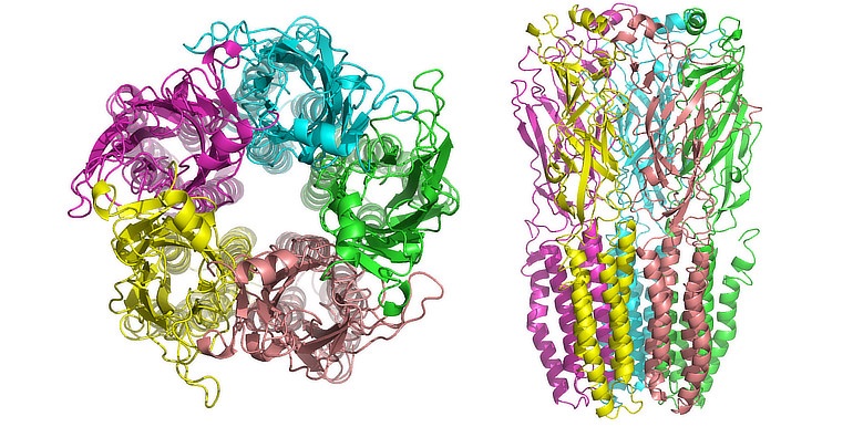 Vazba nikotinu na receptor přímo podporuje růst nádorů prsu