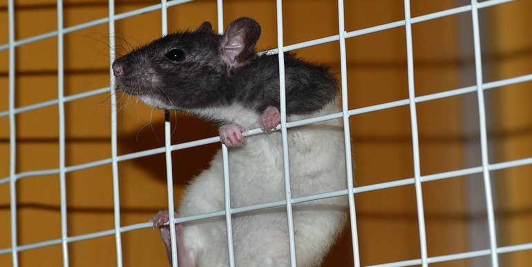 Study finds isolation and stress may increase breast cancer risk in rats